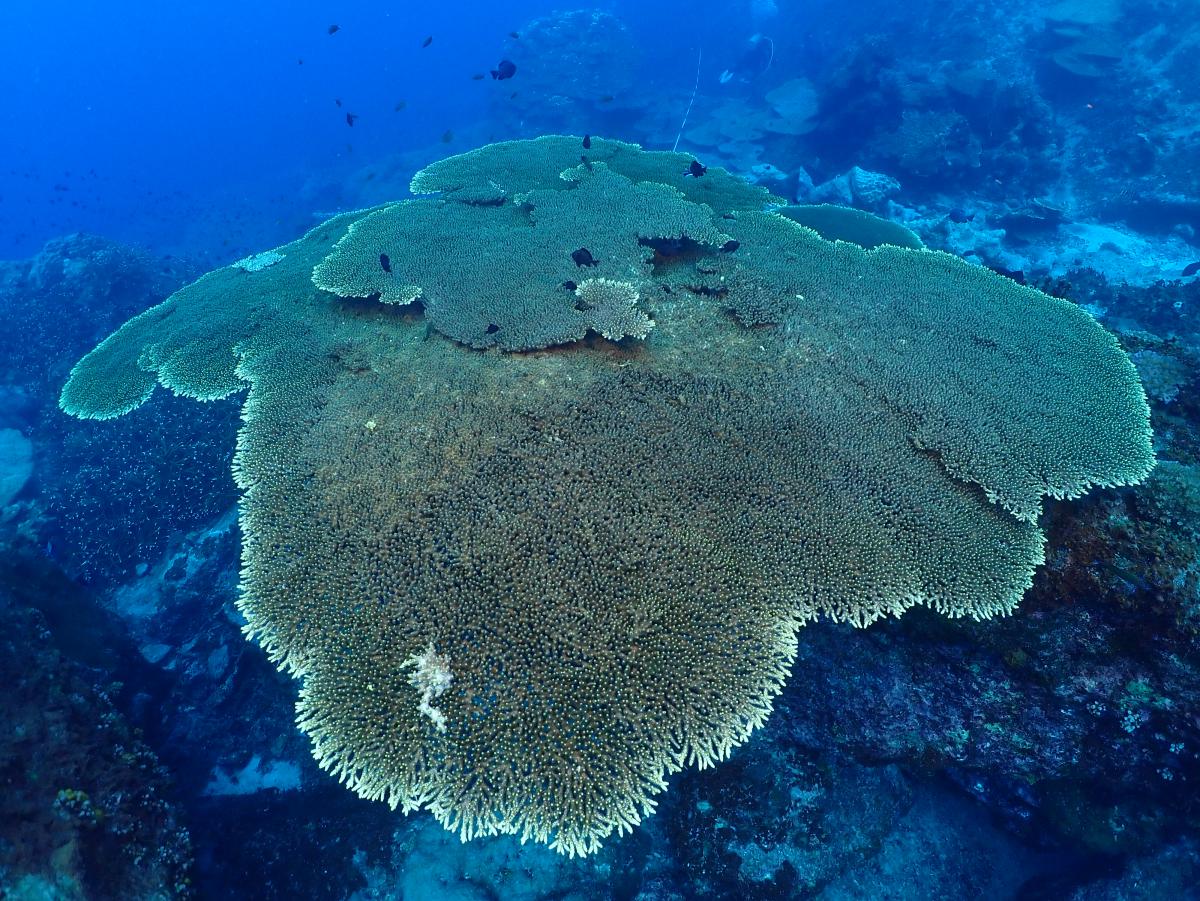 Coral Diversity at Losin Island - 2