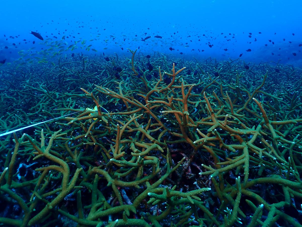 Coral Diversity at Losin Island - 3