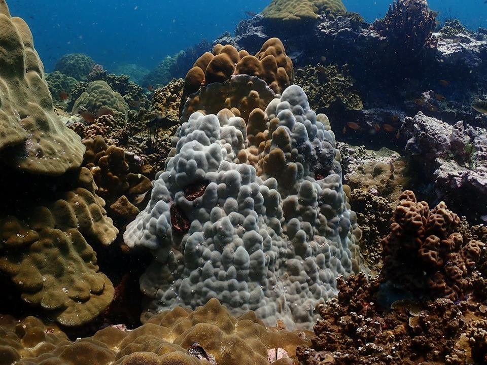 Will corals survive this summer - 3
