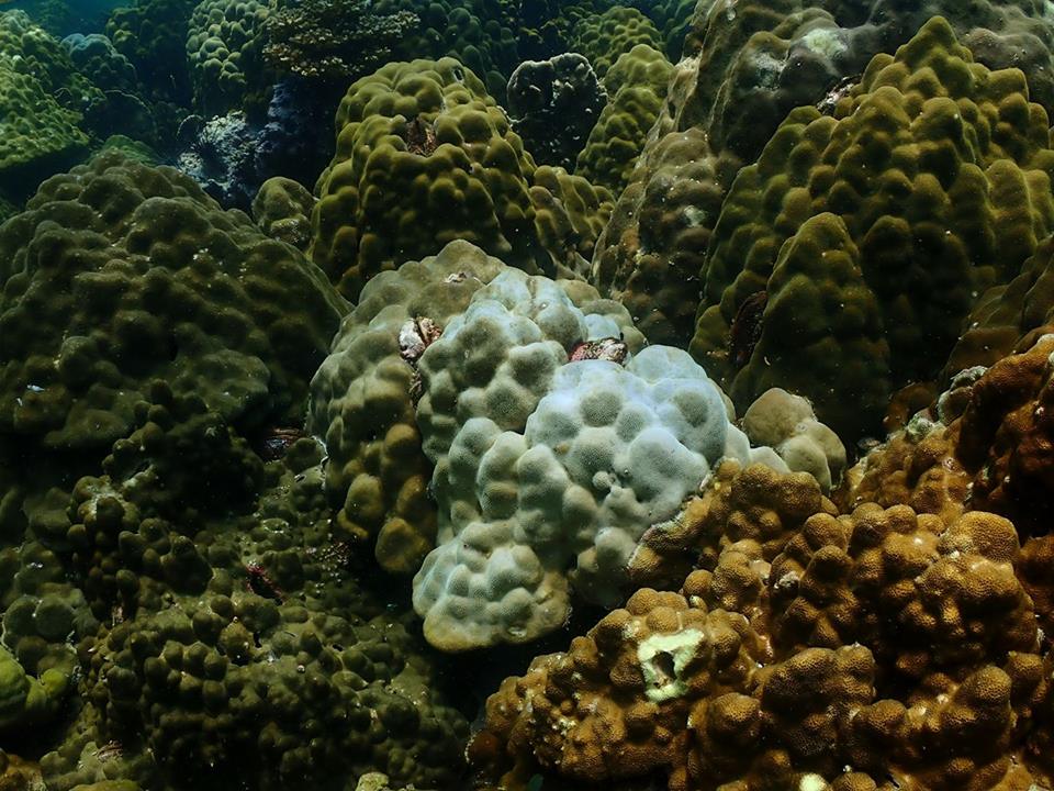 Will corals survive this summer - 4